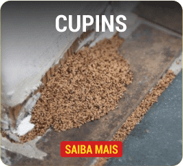 cupins
