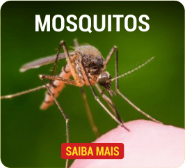 mosquitos
