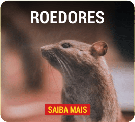 roedores